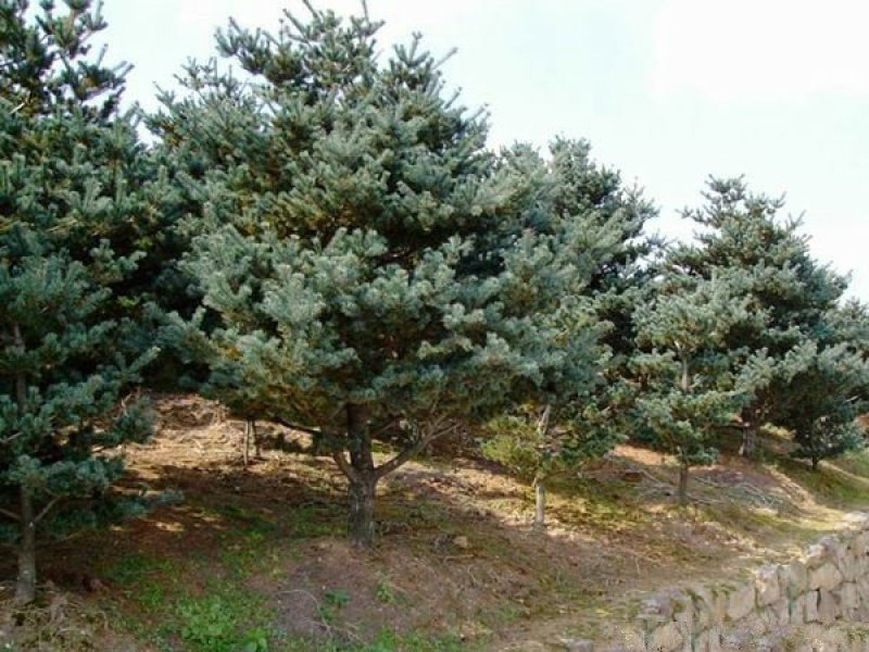 五针松是常绿乔木，树形紧密，枝叶茂密，苗圃大量出售