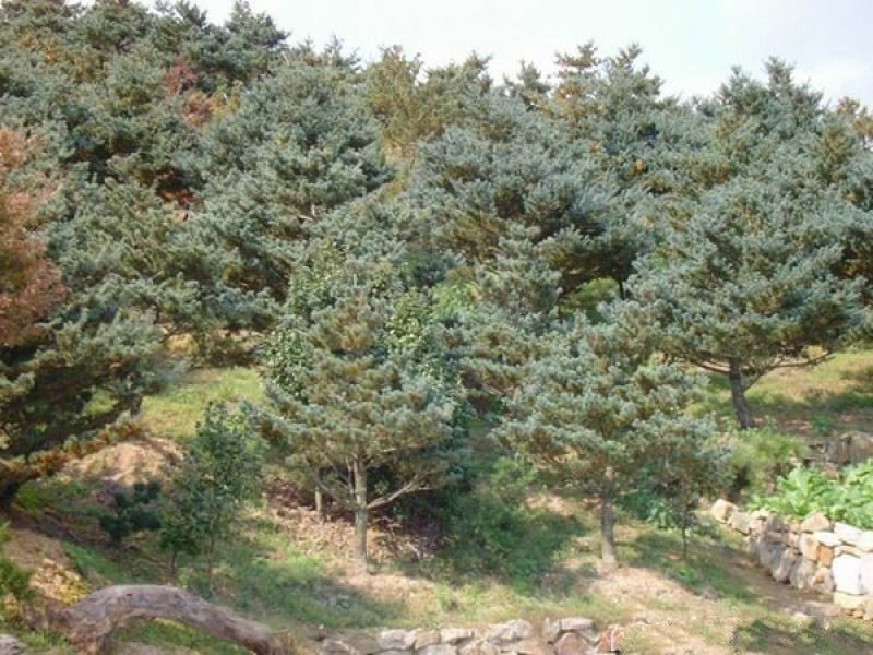 五针松是常绿乔木，树形紧密，枝叶茂密，苗圃大量出售