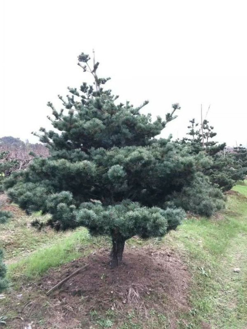 五针松是常绿乔木，树形紧密，枝叶茂密，苗圃大量出售