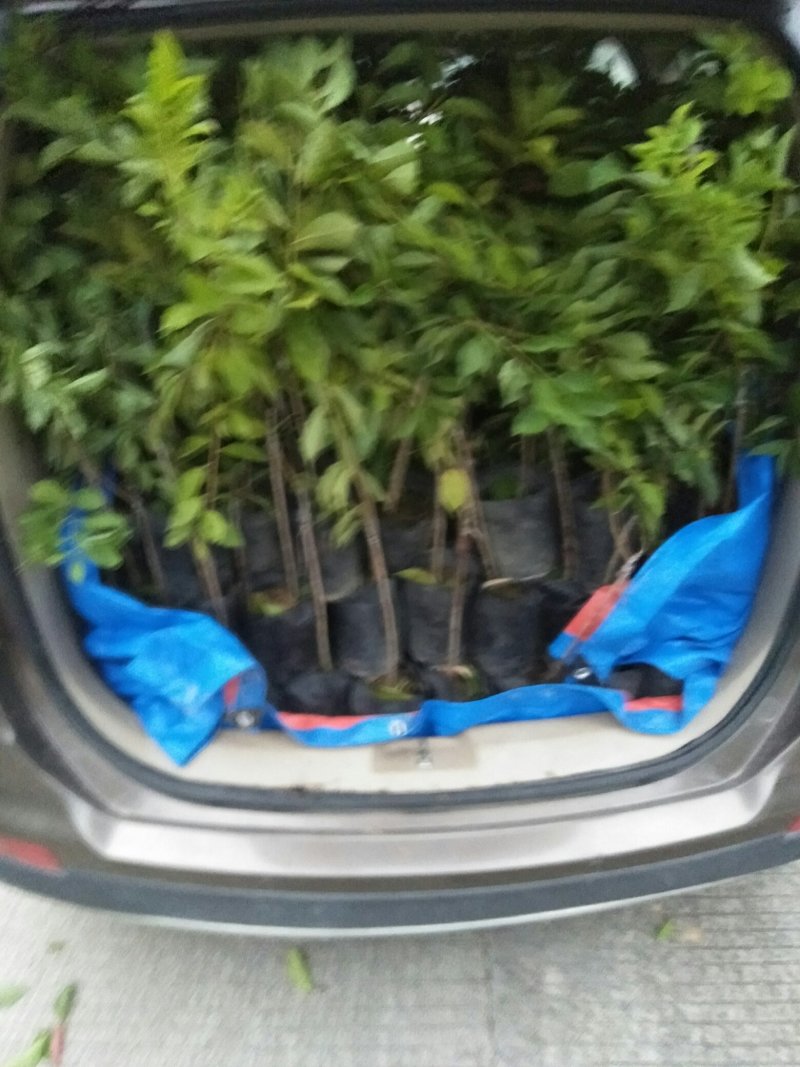 李子苗中杯苗，三华李(正宗嫁接苗，带杯带叶发苗)