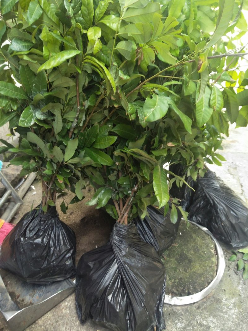 龙眼树苗(15x18中杯苗)带叶带原土，产地直销