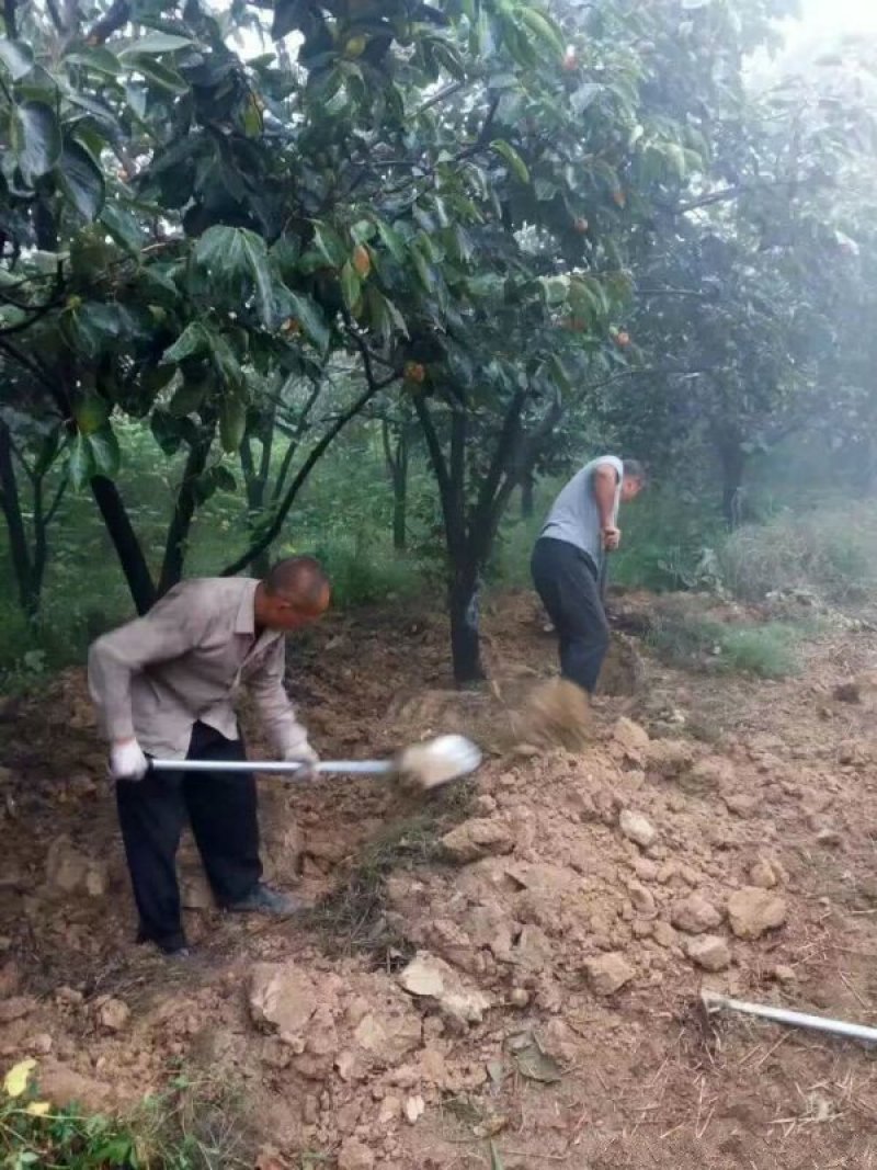 沭阳大柿子树基地大量现货销售中苗圃货大量出售