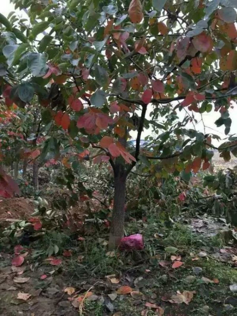 沭阳大柿子树基地大量现货销售中苗圃货大量出售