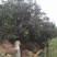 沭阳大柿子树基地大量现货销售中苗圃货大量出售