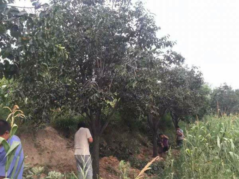 沭阳大柿子树基地大量现货销售中苗圃货大量出售