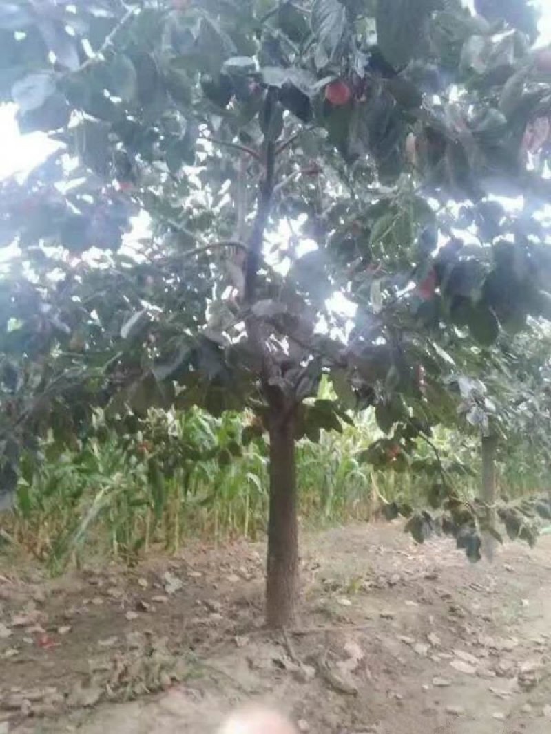 沭阳大柿子树基地大量现货销售中苗圃货大量出售