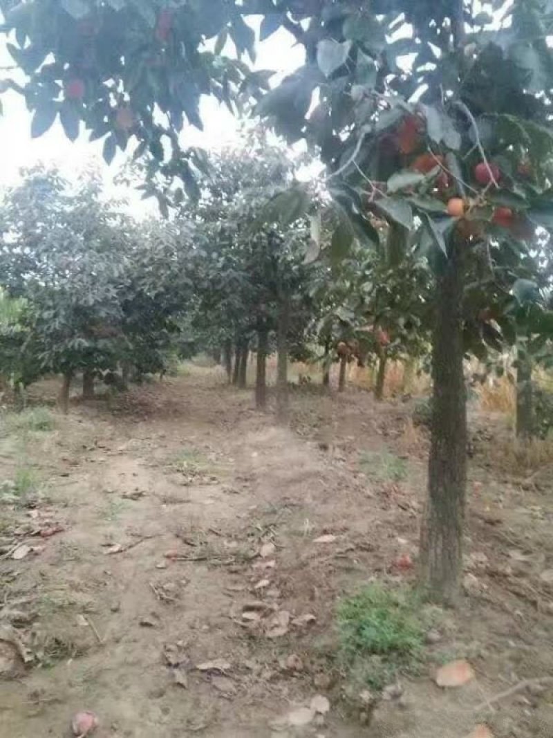沭阳大柿子树基地大量现货销售中苗圃货大量出售