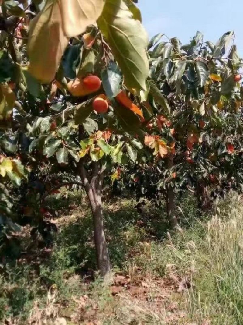 沭阳大柿子树基地大量现货销售中苗圃货大量出售