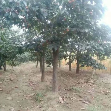 沭阳大柿子树基地大量现货销售中苗圃货大量出售