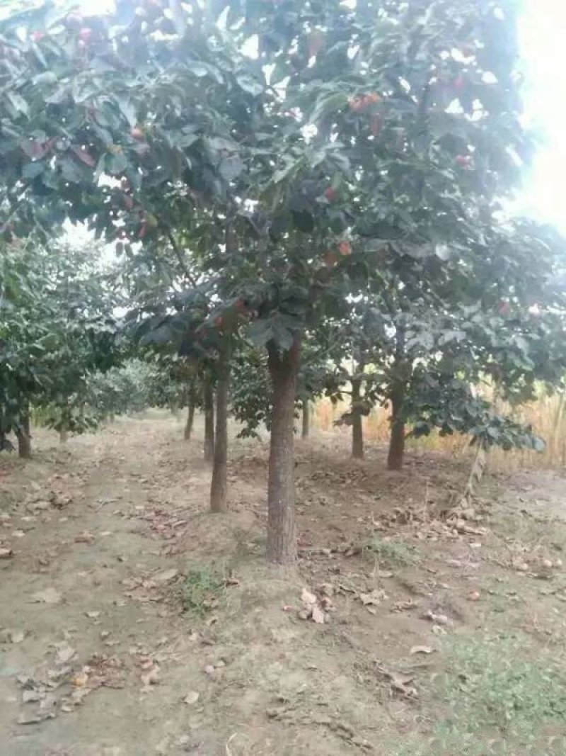 沭阳大柿子树基地大量现货销售中苗圃货大量出售