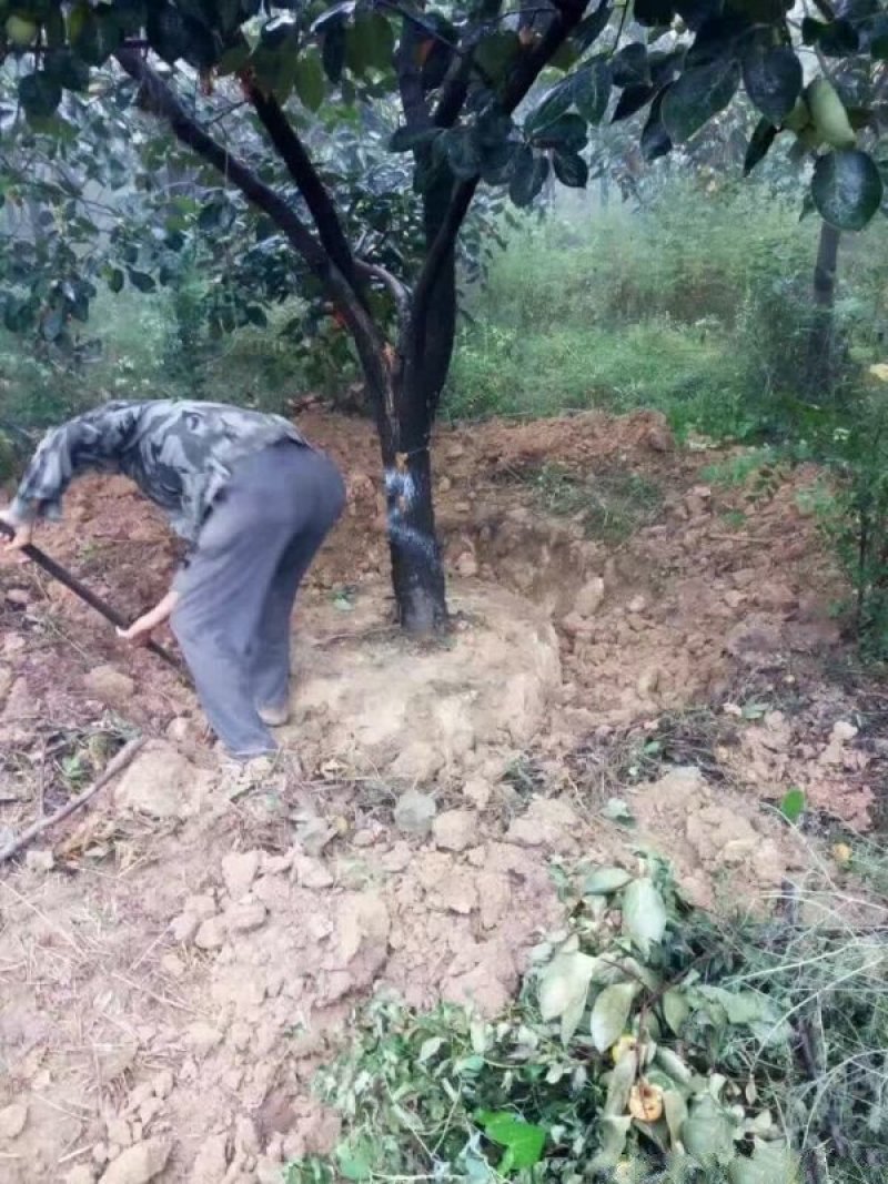 沭阳大柿子树基地大量现货销售中苗圃货大量出售