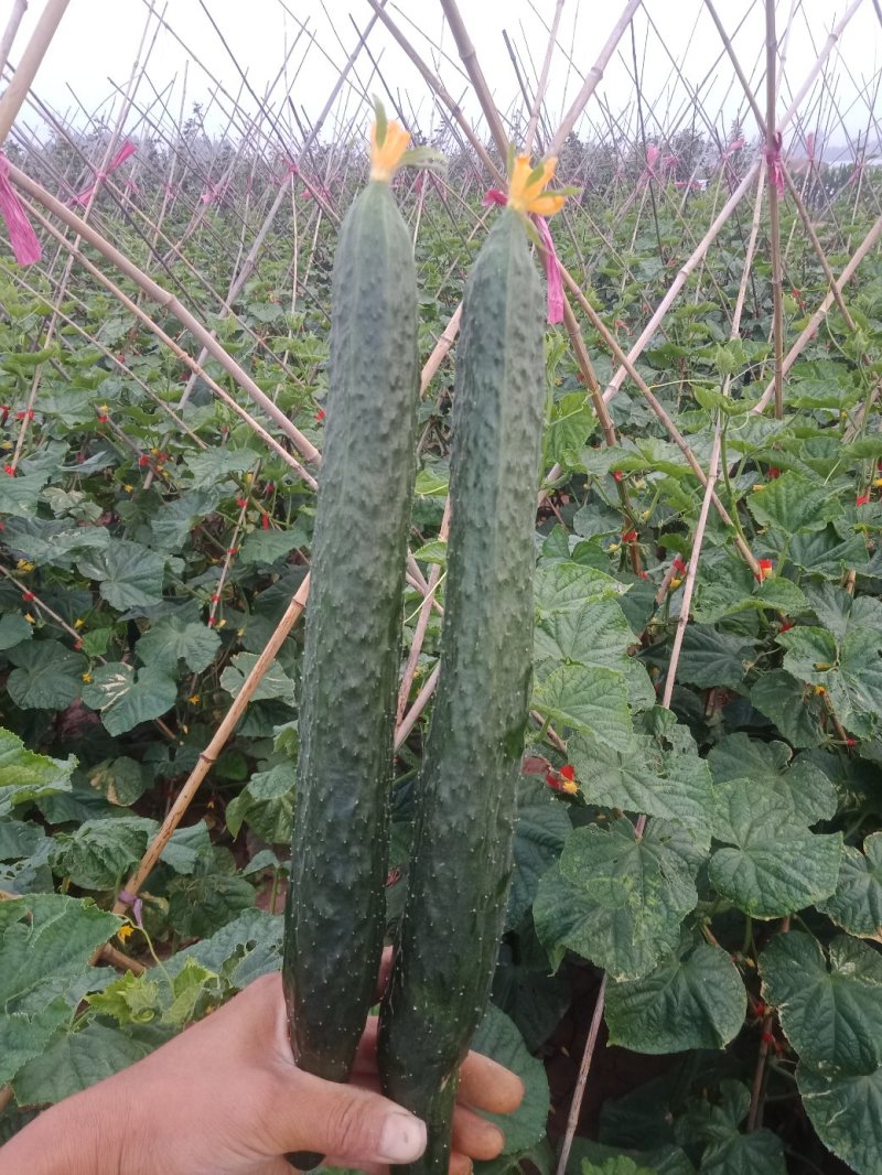 《推荐》黄瓜干花带刺25公分以上，瓜条顺直，颜色油亮