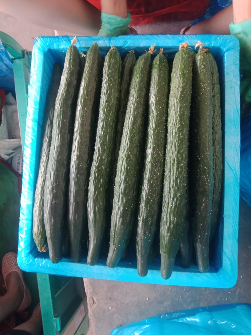 《推荐》黄瓜干花带刺25公分以上，瓜条顺直，颜色油亮