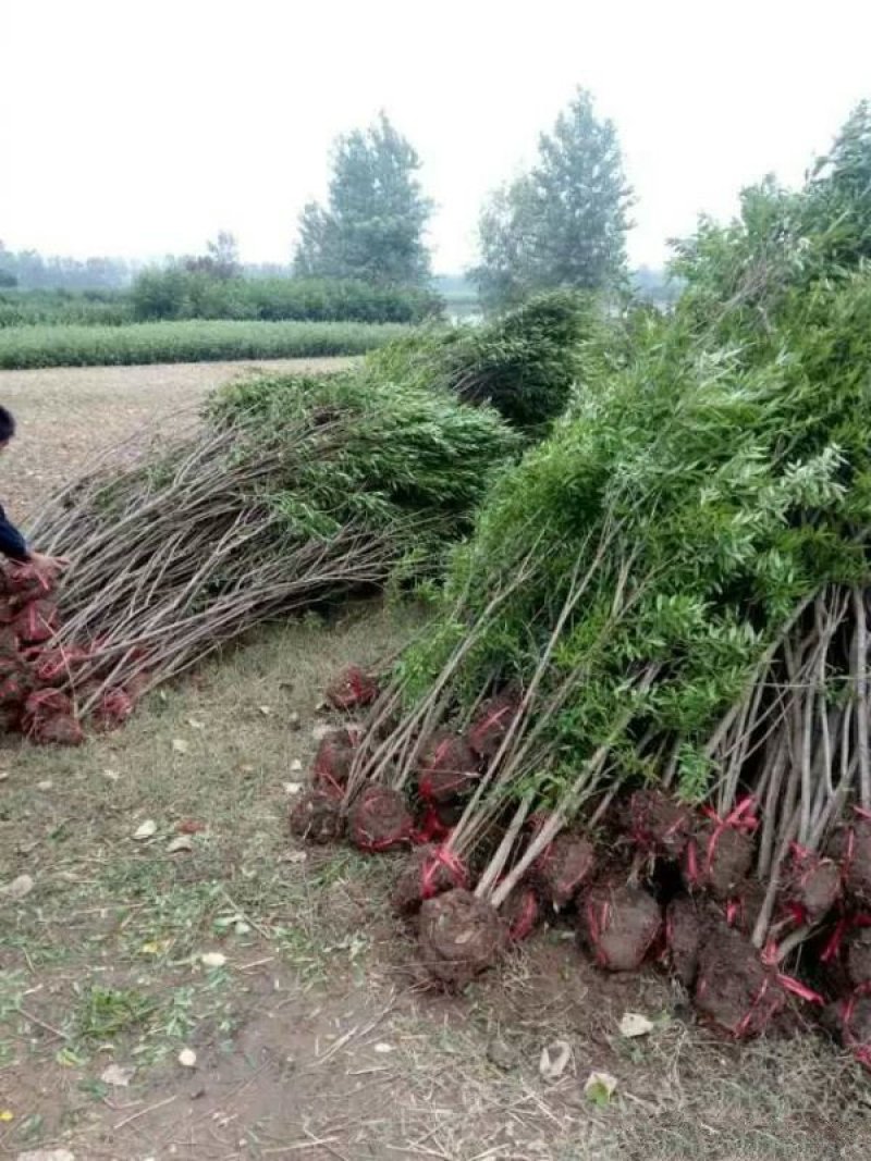 常年批发供应石榴树价格优惠基地大量销售苗圃货