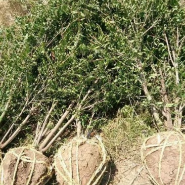 常年批发供应石榴树价格优惠基地大量销售苗圃货