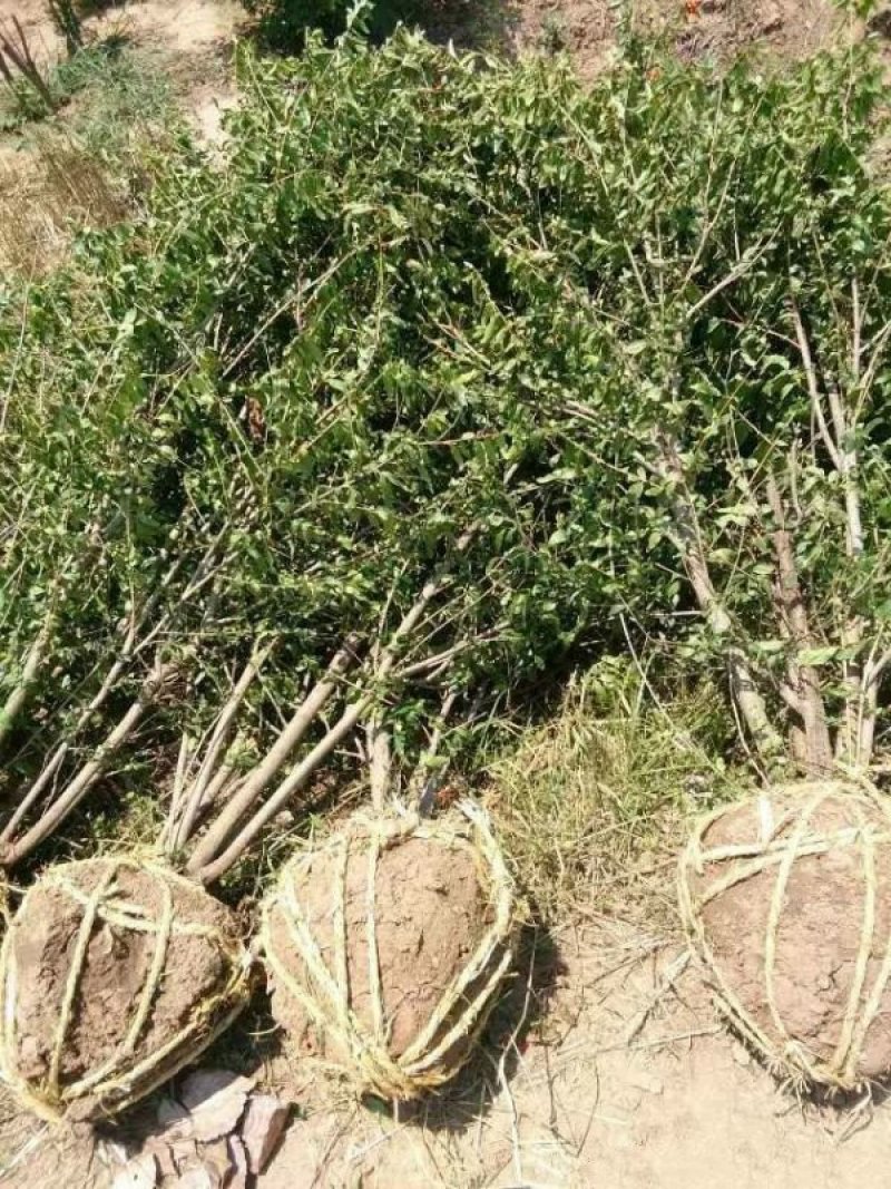 常年批发供应石榴树价格优惠基地大量销售苗圃货