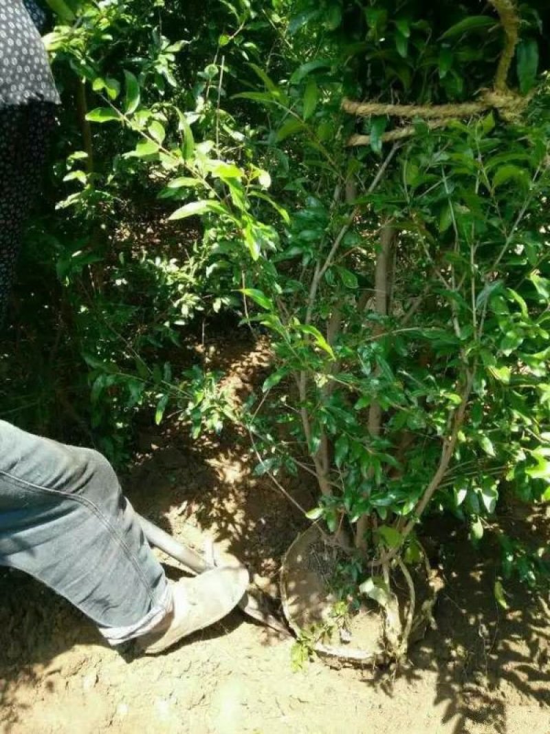 常年批发供应石榴树价格优惠基地大量销售苗圃货