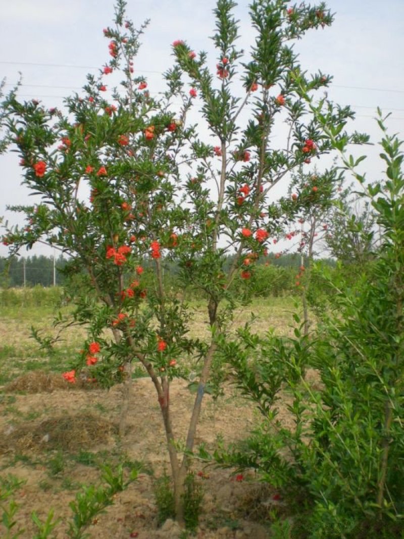 常年批发供应石榴树价格优惠基地大量销售苗圃货