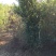 常年批发供应石榴树价格优惠基地大量销售苗圃货