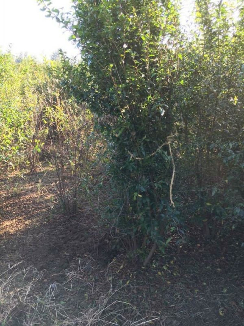 常年批发供应石榴树价格优惠基地大量销售苗圃货