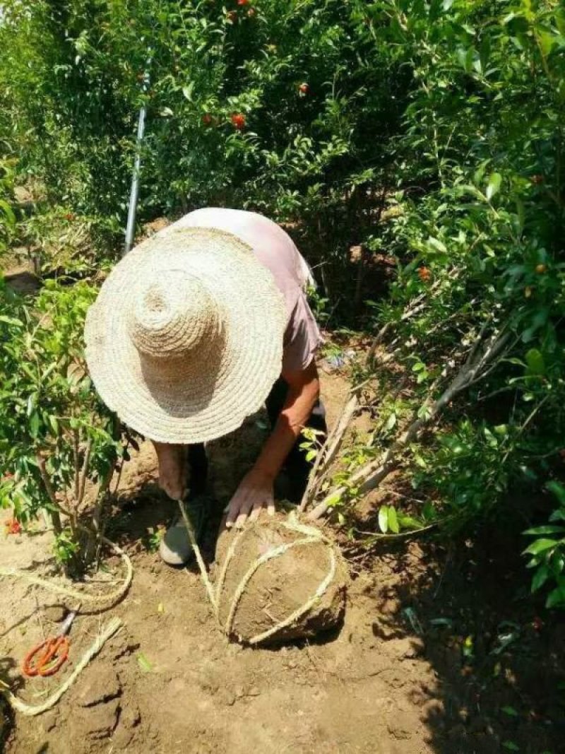 常年批发供应石榴树价格优惠基地大量销售苗圃货