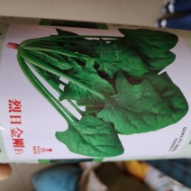 菠菜种子烈曰金刚菠菜种子