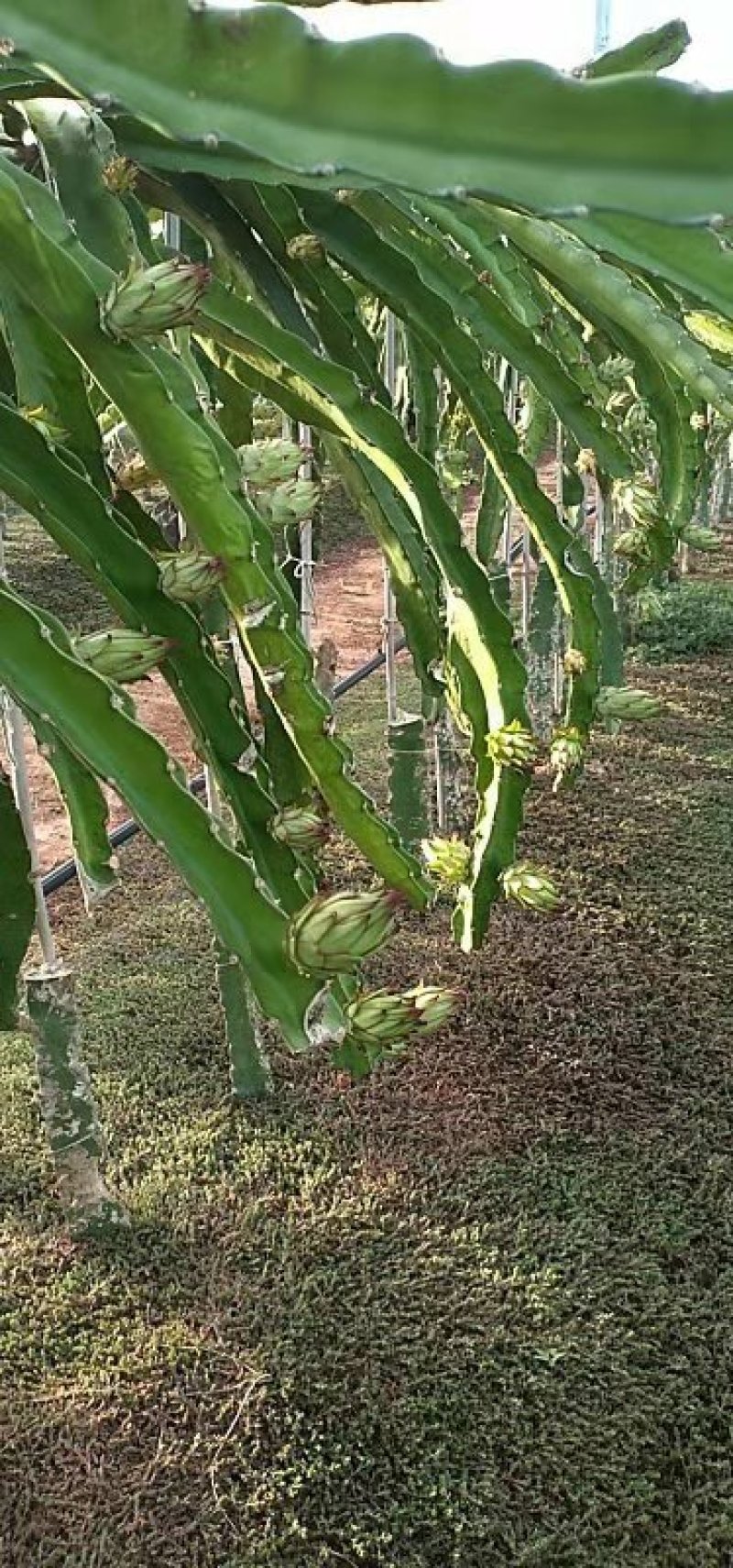 霸王花海南精品霸王花新鲜采摘欢迎采购