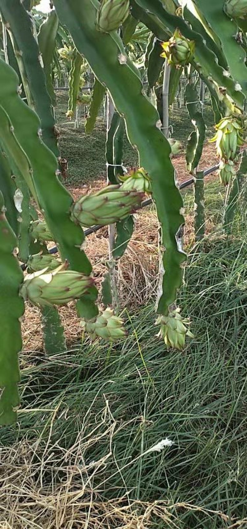 霸王花海南精品霸王花新鲜采摘欢迎采购