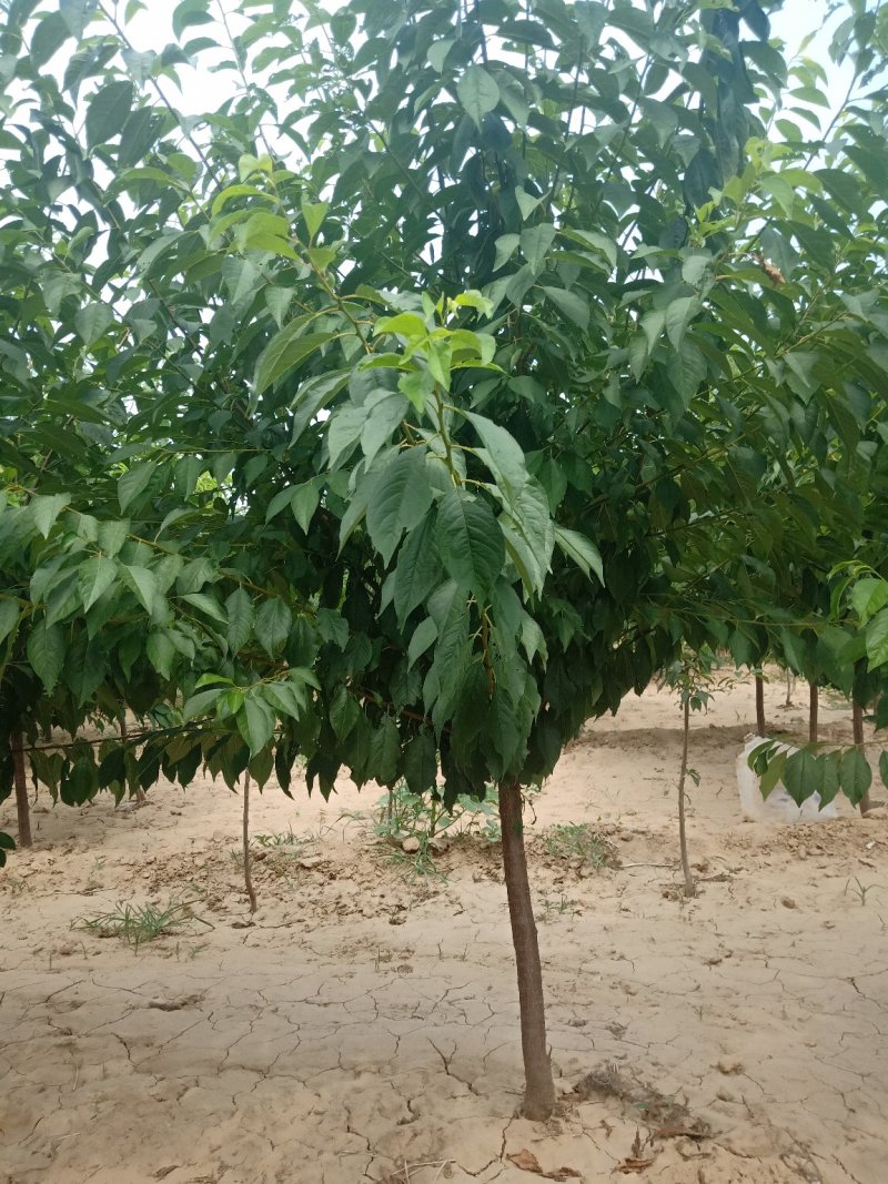 李子树
