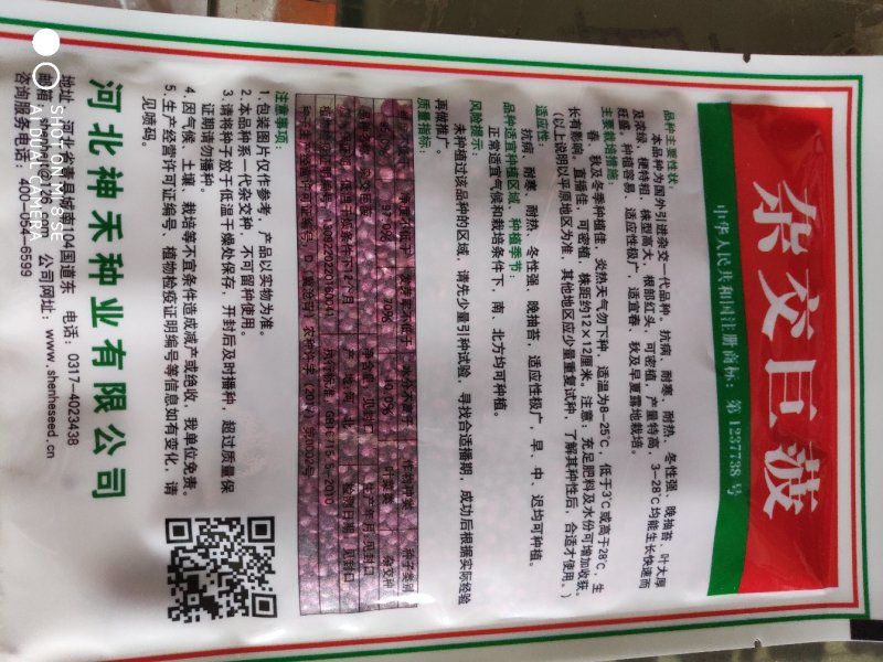 菠菜种子杂交巨菠菠菜种子
