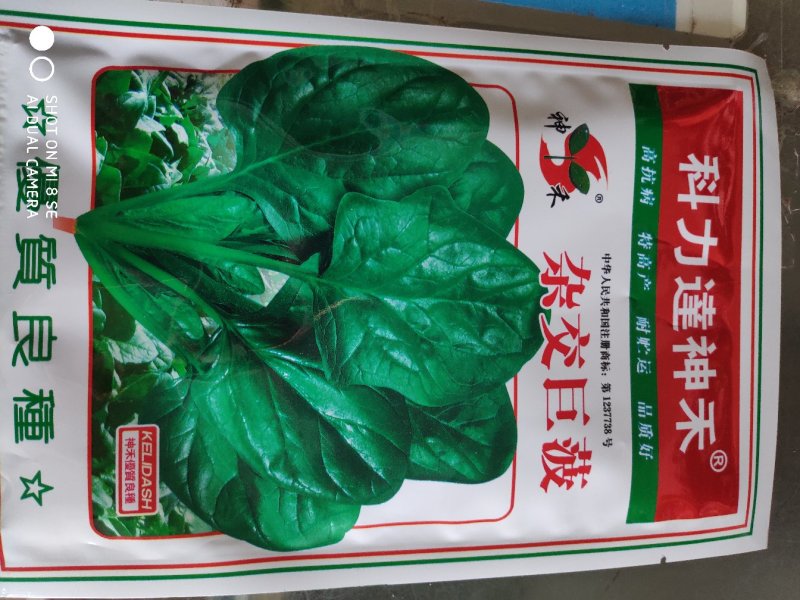 菠菜种子杂交巨菠菠菜种子