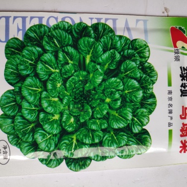 白菜种子一绿领乌塌菜种子