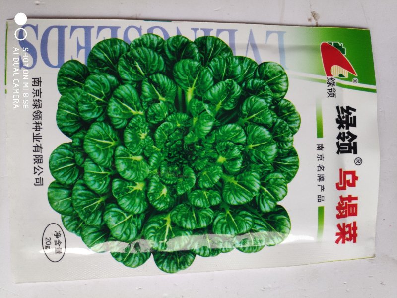 白菜种子一绿领乌塌菜种子