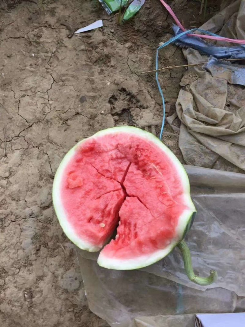 河南直生苗8424大量上市西瓜产地可视频看货诚信服务