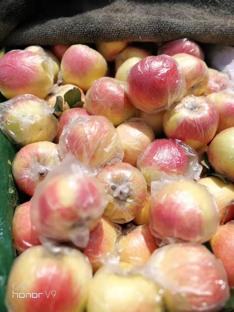 山东潍坊美八苹果，80以上，价格便宜，欢迎咨询