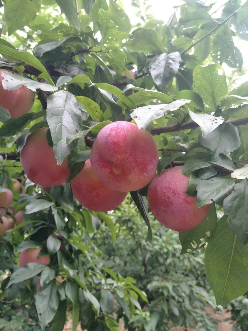 湖北红布林李子大量有货，货源充足