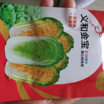 白菜种子义和宝宝娃娃菜种子