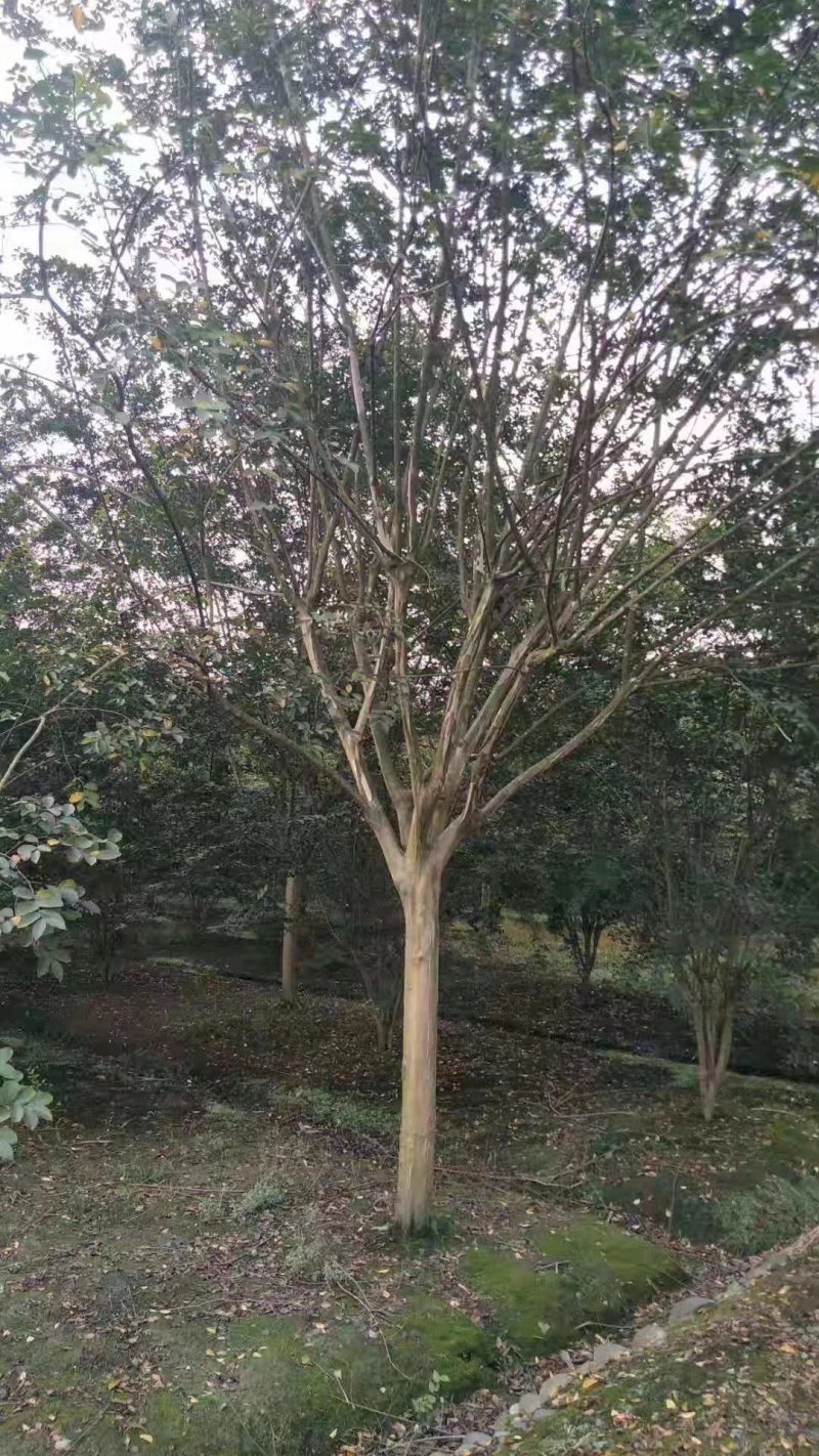 紫薇