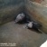 商品豪猪，种猪出销