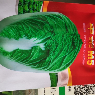大白菜种子申荣5号大白菜种子