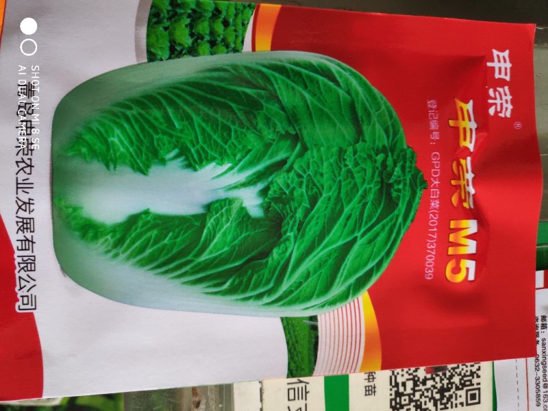 大白菜种子申荣5号大白菜种子
