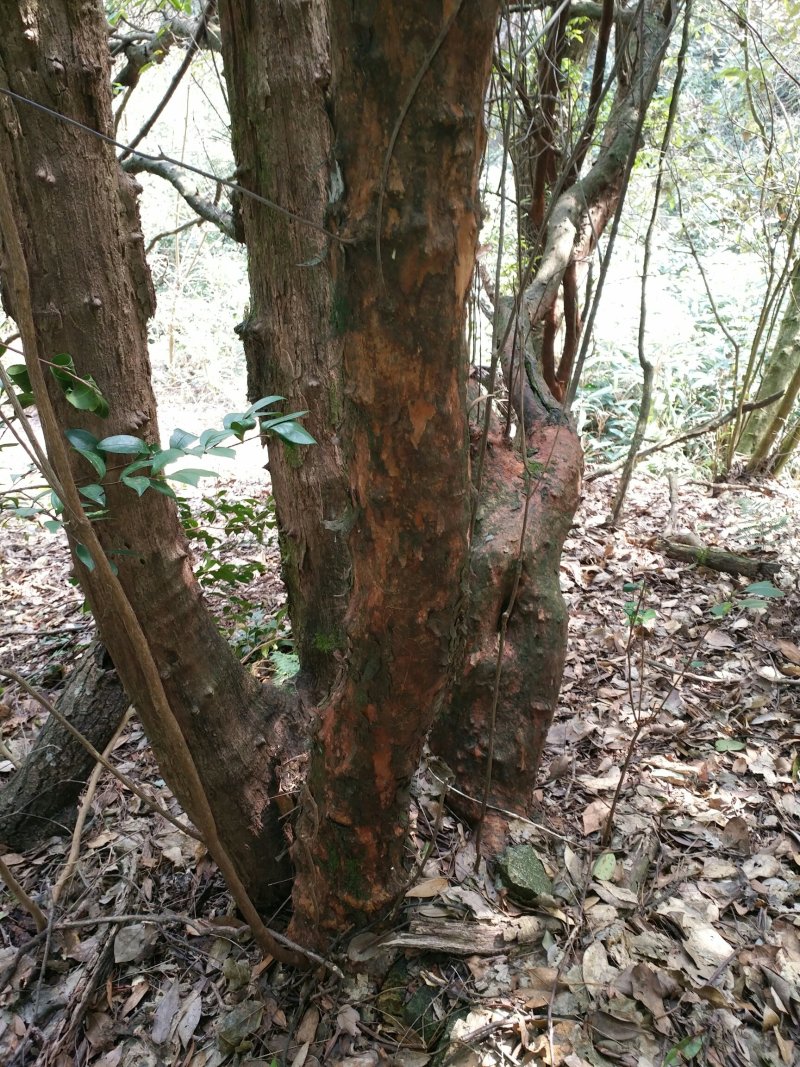 紫藤和紫花杜鹃