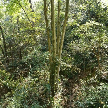 青枫