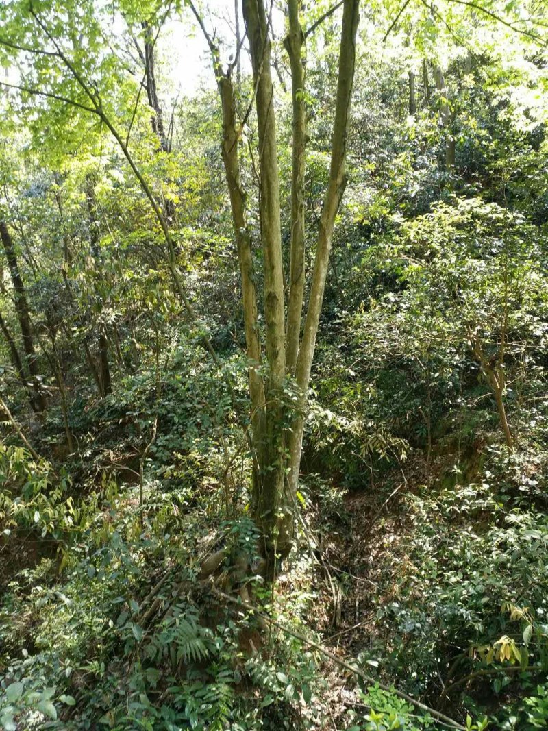 青枫