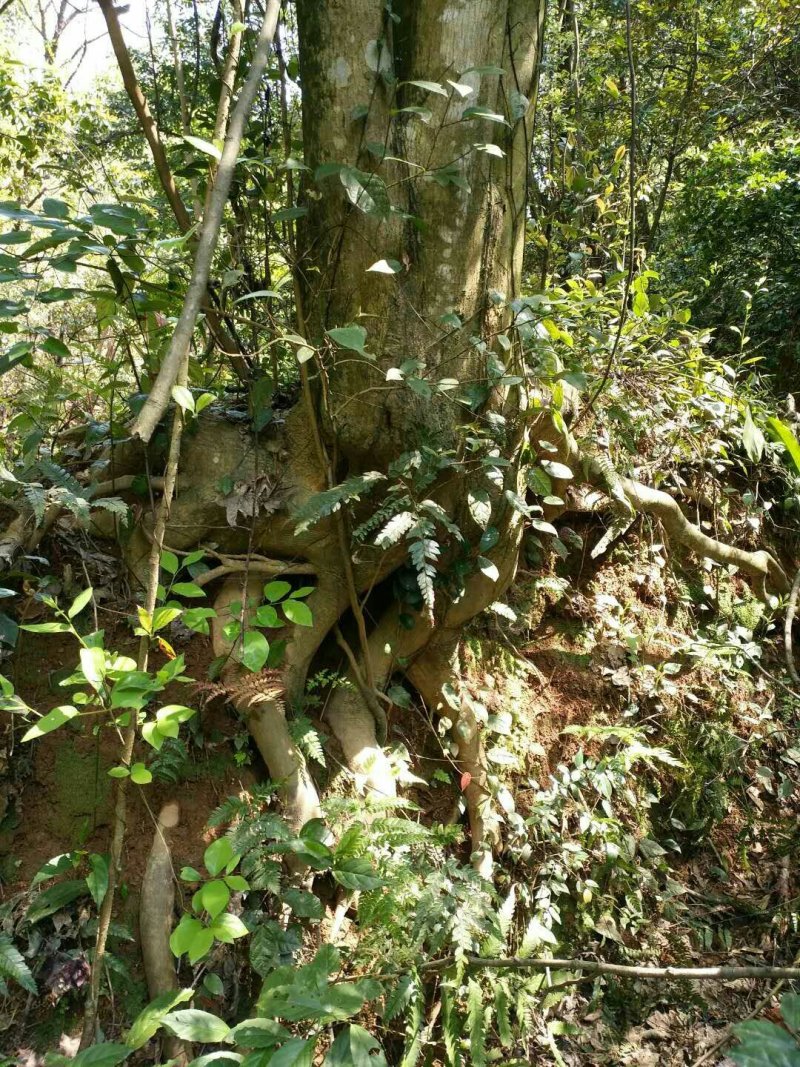 青枫