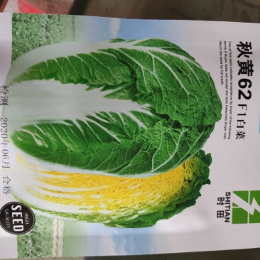 大白菜种子秋黄62大白菜种子