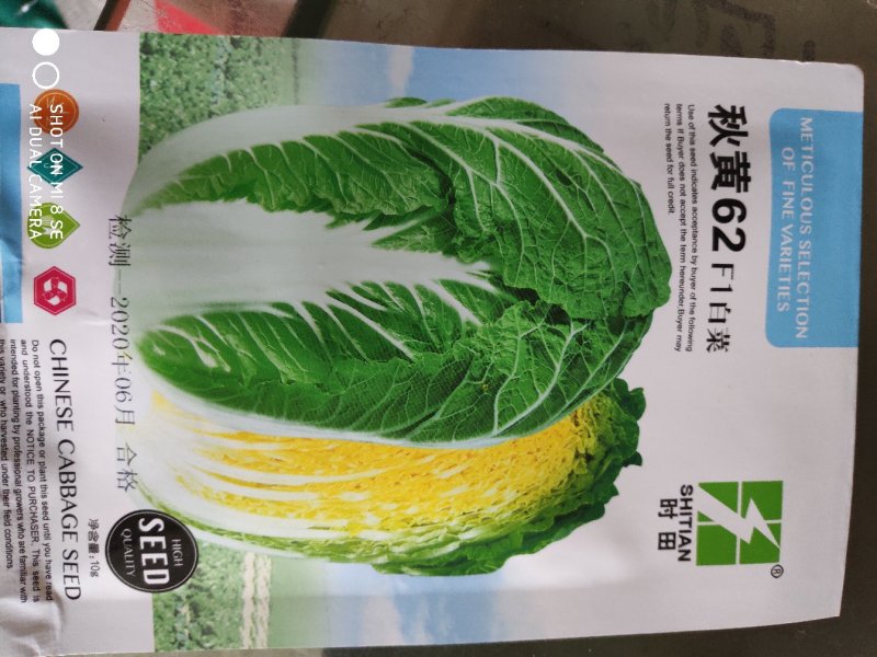 大白菜种子秋黄62大白菜种子