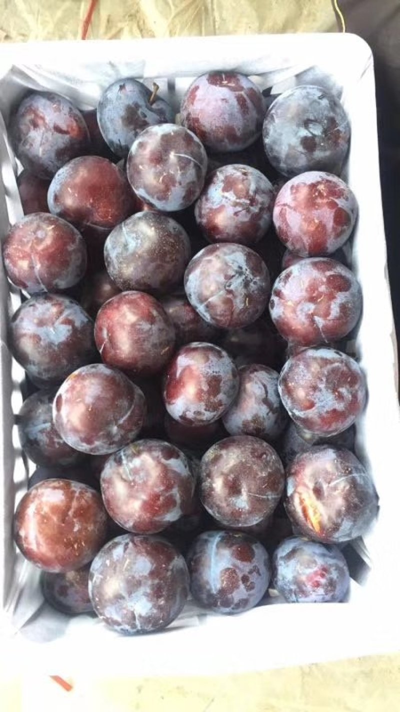 陕西精品安个诺李子，量大从优，保质保量，可实地考察