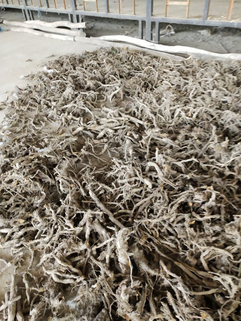 野生虎杖