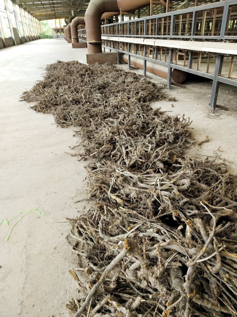 野生虎杖